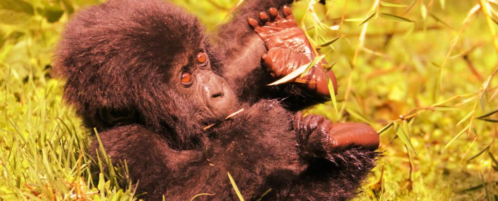 baby-gorilla-bwindi-national-park