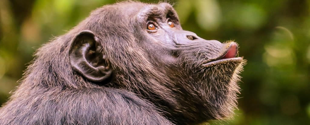chimpanzee-tracking-kibale-uganda