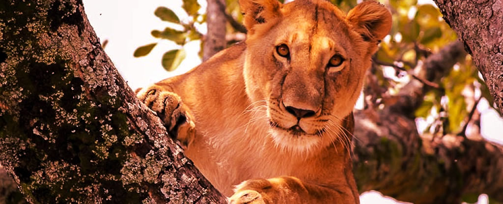 queen-elizabeth-uganda-tree-climbing-lion.jpg