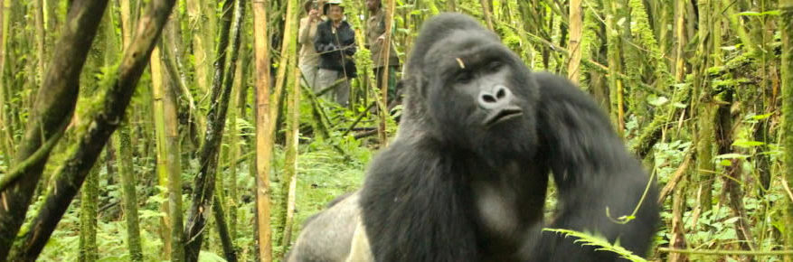 bwindi-gorilla-tracking