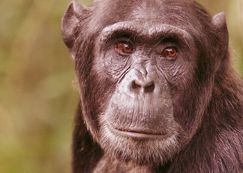chimpanzee gorilla trekking