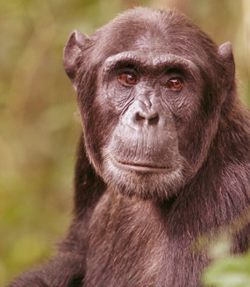 chimpanzee tracking kibale