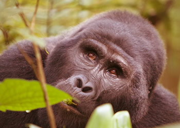 bwindi gorilla trekking