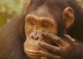 chimpanzee trekking Uganda