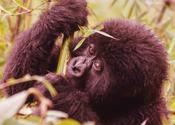 Congo gorilla